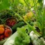 Légumes oubliés (c) ferme de Cambelan