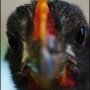 Portrait d'un jeune poulet landais (c) Jonathan DUFFIE