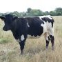 Rainette - Vache Bordelaise (c) Conservatoire des races d'Aquitaine