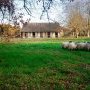 Brebis Landaises (c) ferme de Cambelan