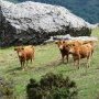 (c) Conservatoire des Races d'Aquitaine