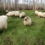Eco-pâturage avec les brebis Landaises (c) La l'Uby des Moutons