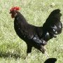 Jeune coq landais (c) Thérèse MOYA