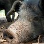 Porc Gascon (c) ferme de Cambelan