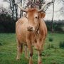 (c) conservatoire des races d'Aquitaine