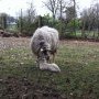 Deuxième brebis à mettre bas (c) Club Mouton BSA