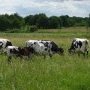 (c) Conservatoire des Races d'Aquitaine