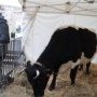 (c) Conservatoire des Races d'Aquitaine