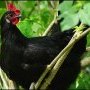 Poule landaise au dortoir (c) Jonathan DUFFIE