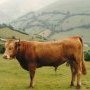 Taureau béarnais, Lourdios 1988. (c) conservatoire des races d'Aquitaine- R. Ribereau-Gayon