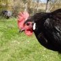 Poules Landaise