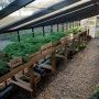 Légumes oubliés et plantes médicinales (c) ferme de Cambelan
