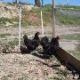 Poules Gasconnes