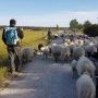 Frédéric, bénévole poitevin de la transhumance (c) Conservatoire des Races d'Aquitaine