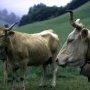 (c) Conservatoire des Races d'Aquitaine-Olivier Rosset