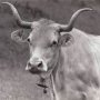  (c) S. Chevalier - Conservatoire des Races d'Aquitaine