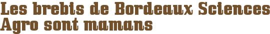 Les brebis de Bordeaux Sciences Agro sont mamans