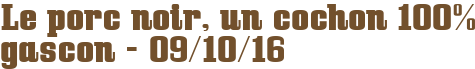 Le porc noir, un cochon 100% gascon - 09/10/16