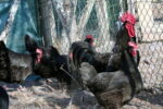 Coq et poules gasconnes Coq et poules gasconnes