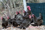Coq et poules gasconnes Coq et poules gasconnes