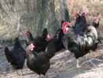 La ferme de Sylvia