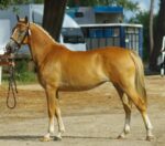 Poney landais