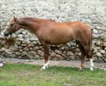 Poney landais