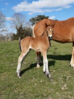 Poney landais