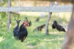 Coq landais