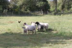 Brebis landaises
