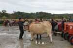 Vaches béarnaises