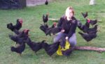 Poules landaises