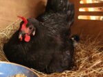 Poule landaise