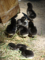 Poussins landais