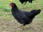 Poule landaise