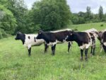 Vaches bordelaises