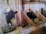 Vaches bordelaises Vaches bordelaises