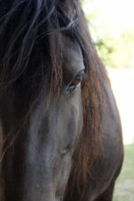 Poney landais Poney landais