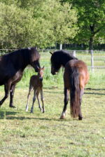 Poneys landais Poneys landais