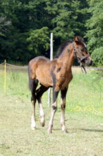 Poney landais Poney landais