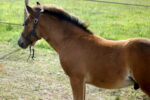 Poney landais Poney landais