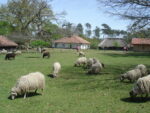 Brebis landaises