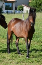 Poney landais Poney landais