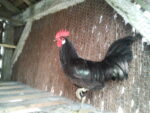Coq landais Coq landais