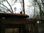 Poule landaise Poule landaise