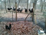 Poules landaises Poules landaises