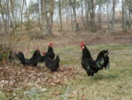 Poules landaises