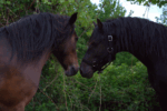 Poneys landais