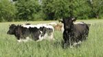 Vaches Bordelaises