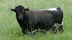 Taureau Bordelais